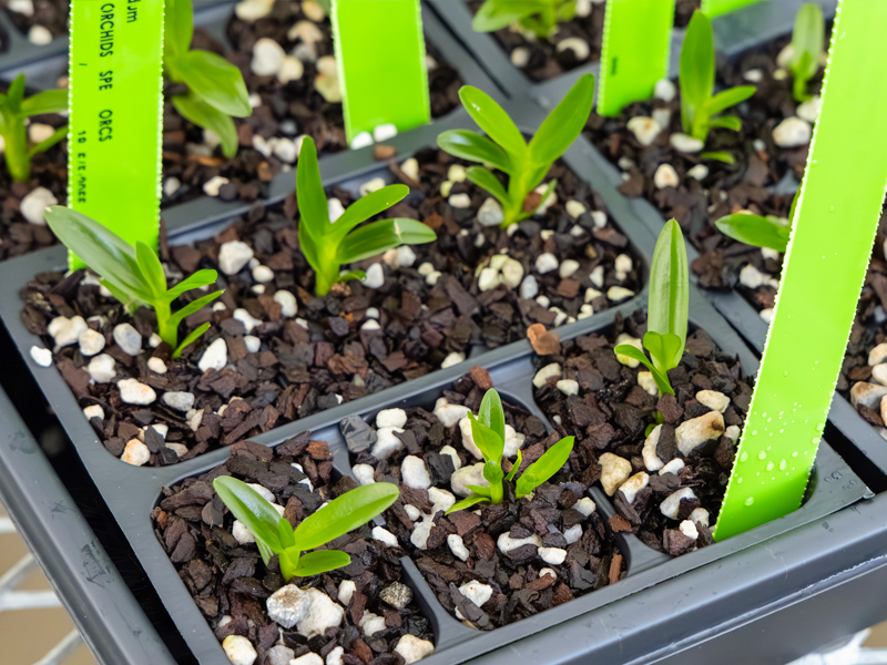 orchid seedlings
