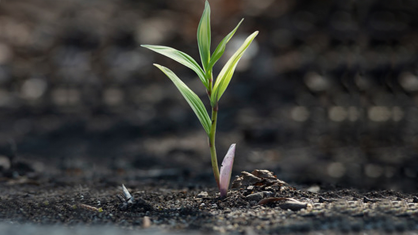 ChicagoBotanicGardenImage