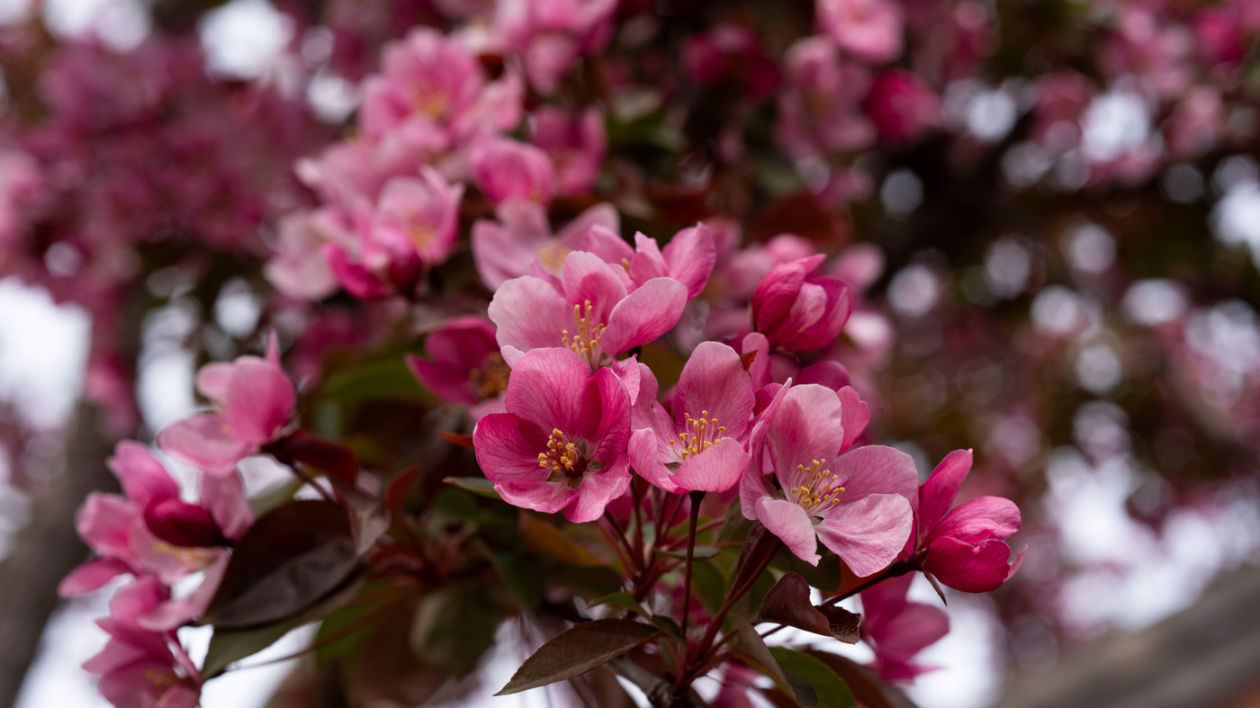 ChicagoBotanicGardenImage