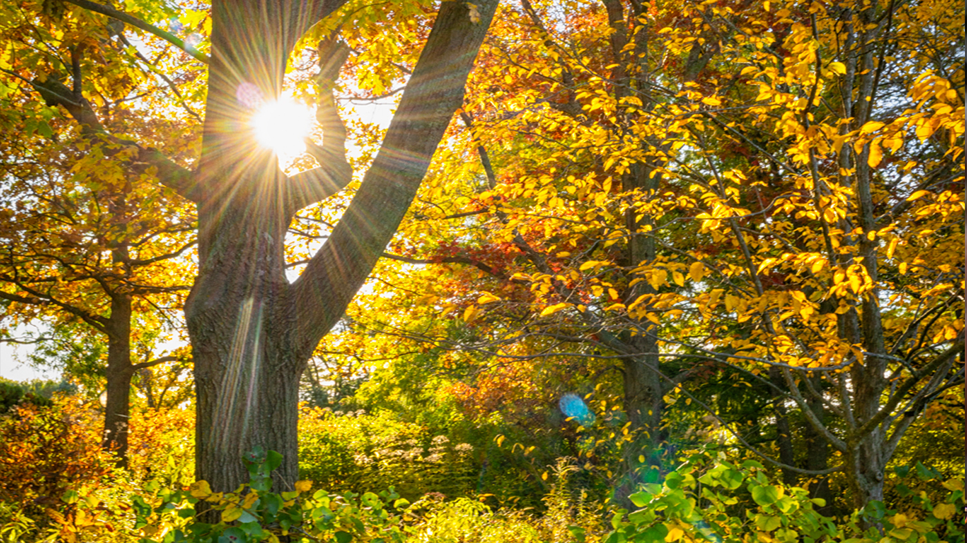 ChicagoBotanicGardenImage