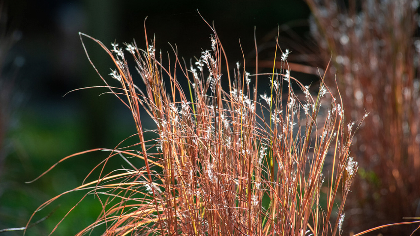 ChicagoBotanicGardenImage