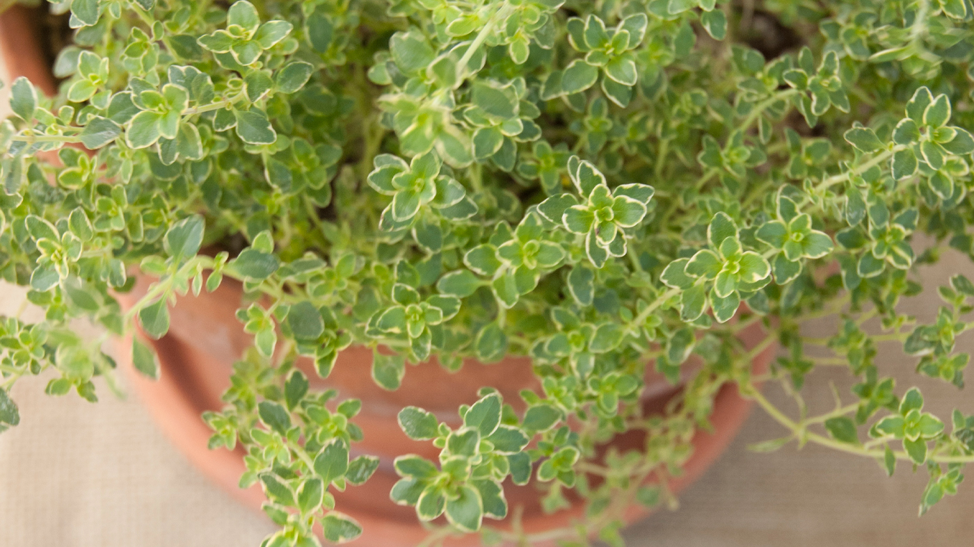 ChicagoBotanicGardenImage