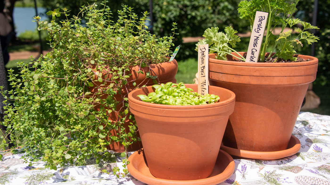 ChicagoBotanicGardenImage