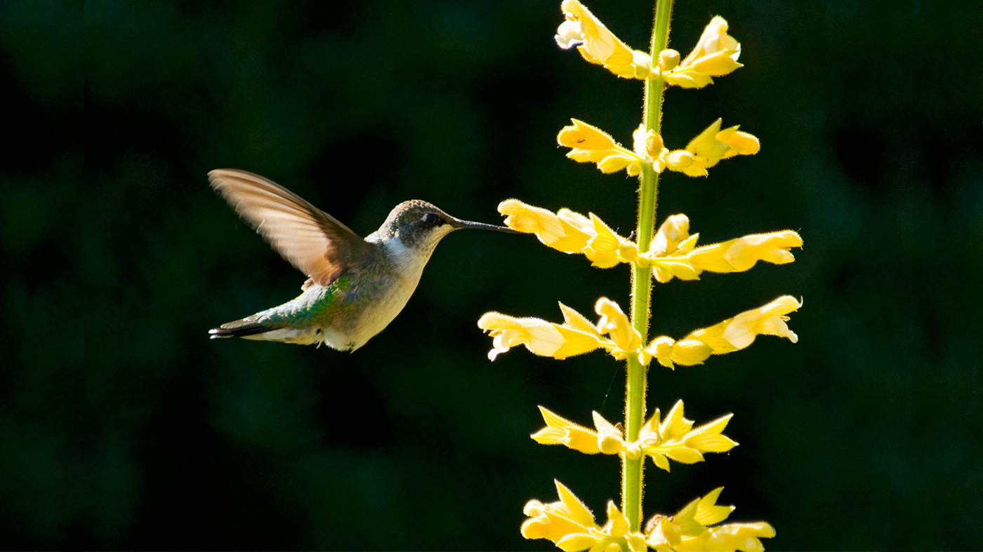 ChicagoBotanicGardenImage