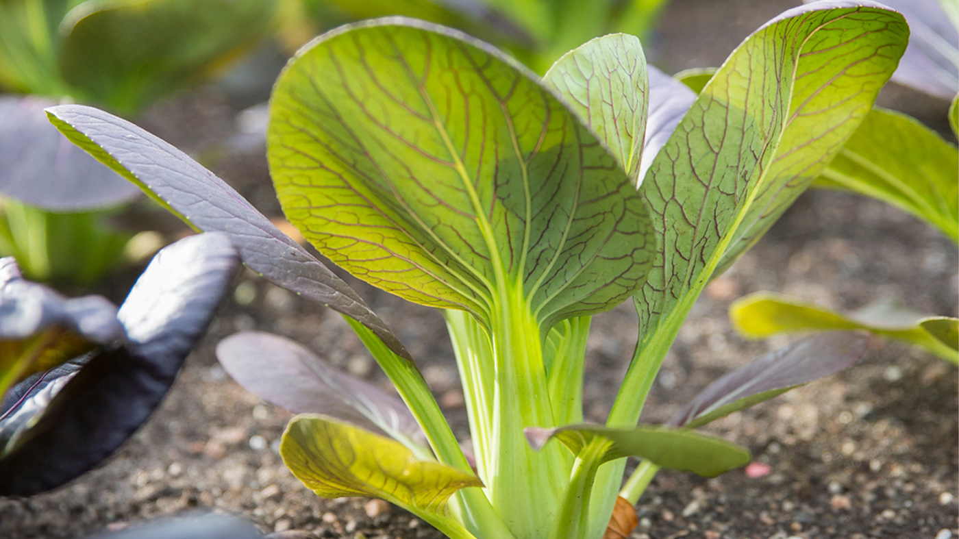 ChicagoBotanicGardenImage