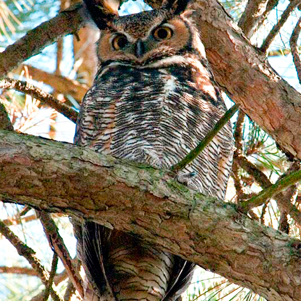Great Horned Owl