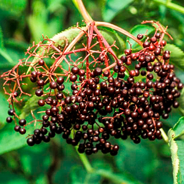 American Elderberry (Sambucus canadensis)