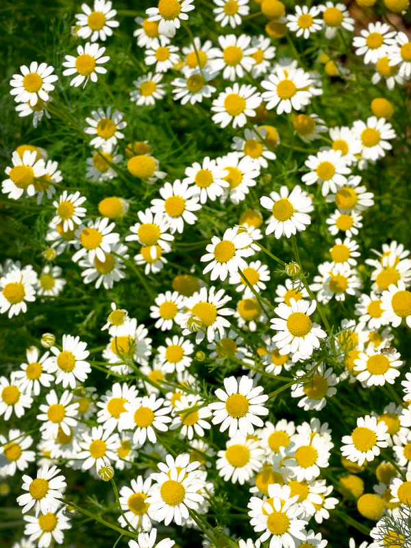 Chamomile Flowers
