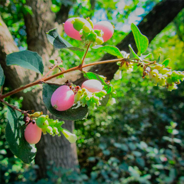 Coralberry (Symphoricarpos orbiculatus)