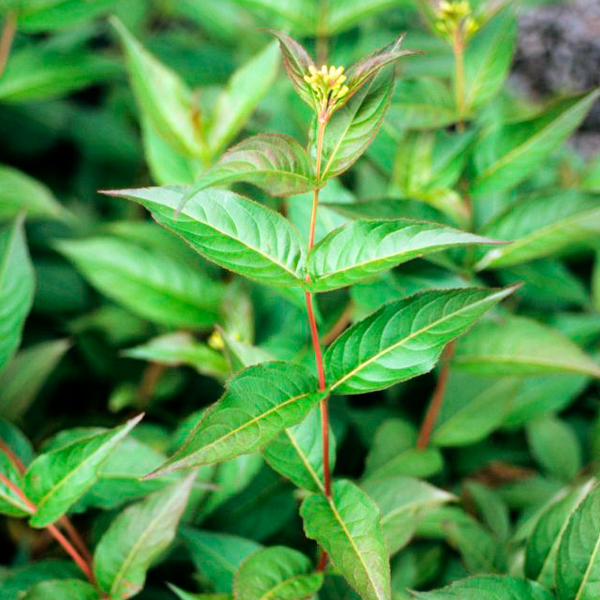 Dwarf Bush Honeysuckle (Diervilla lonicera)
