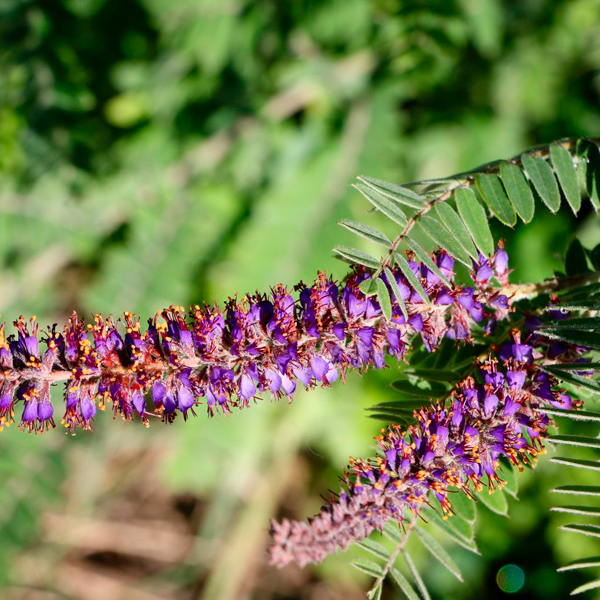 Lead Plant (Amorpha canescens)