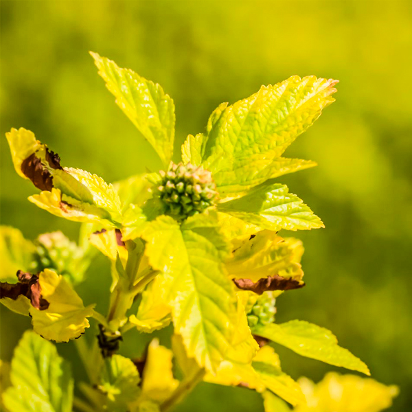 Common Ninebark (Physocarpus opulifolius)