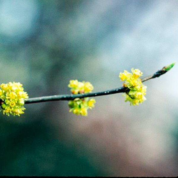 Spicebush (Lindera benzoin)