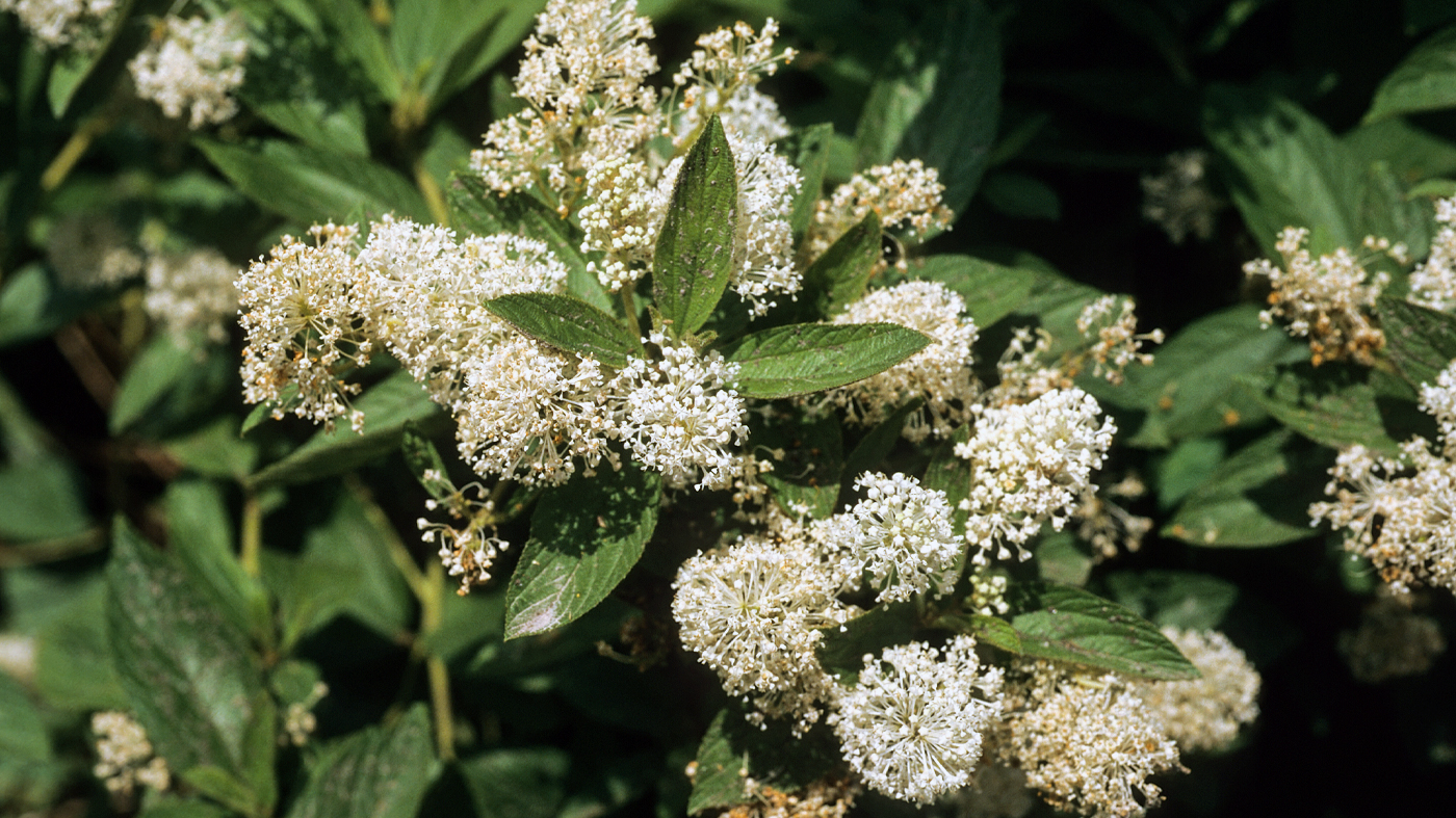 Ceanothus americanus