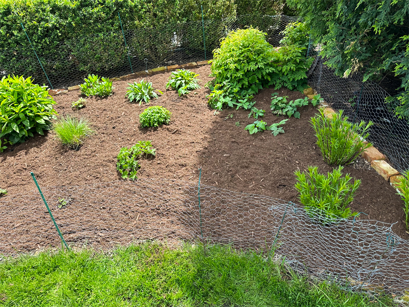 plant protection from rabbits