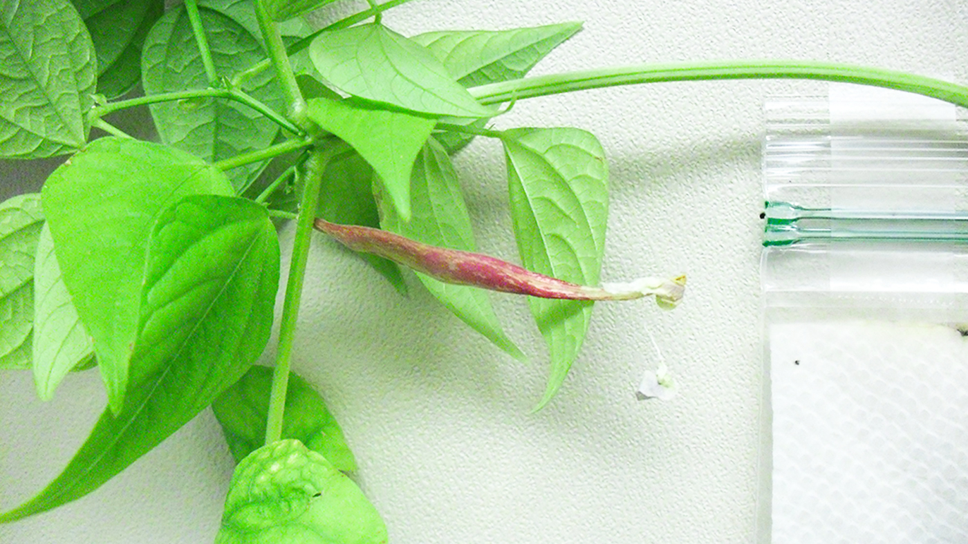 bean in bag sprouting