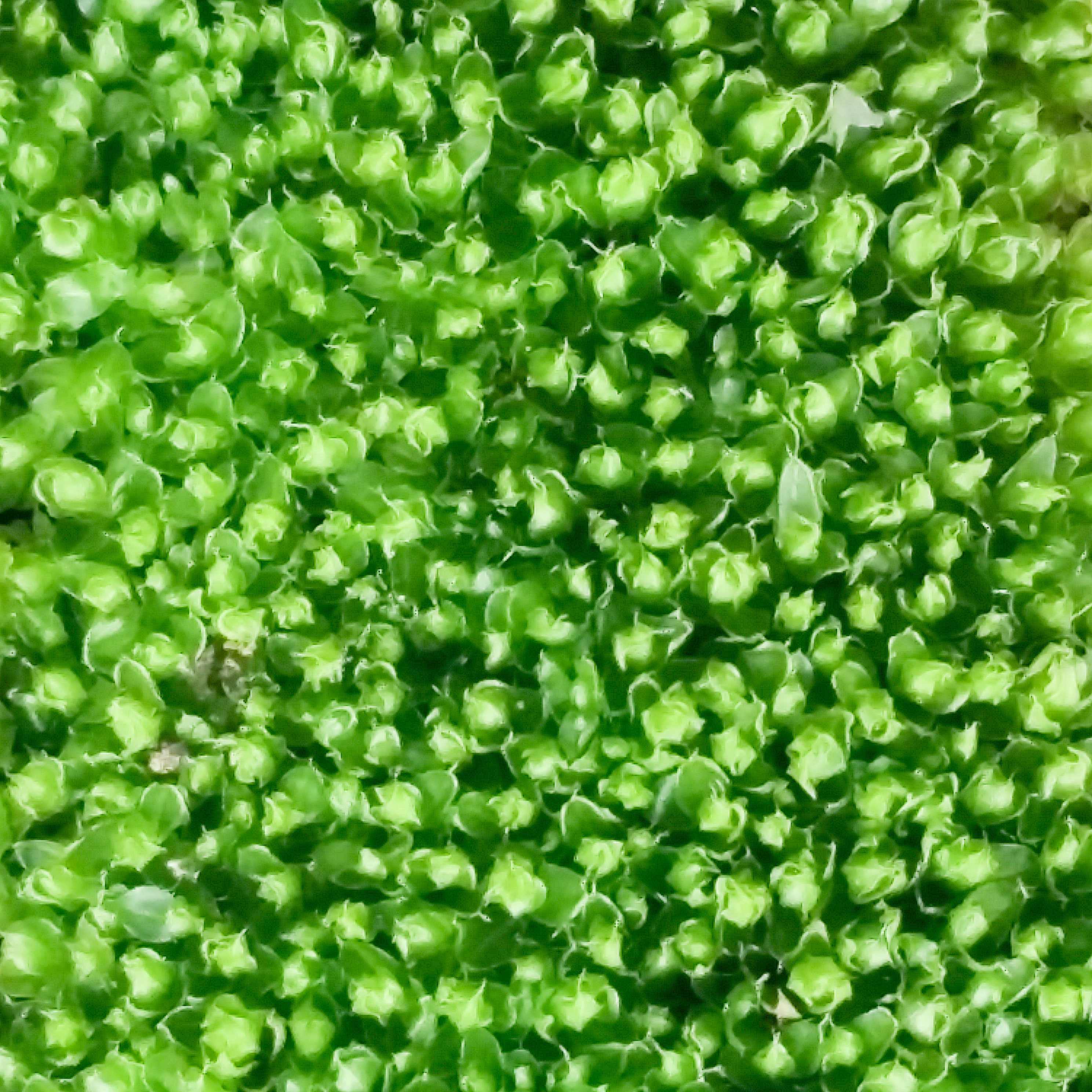 moss detail above view