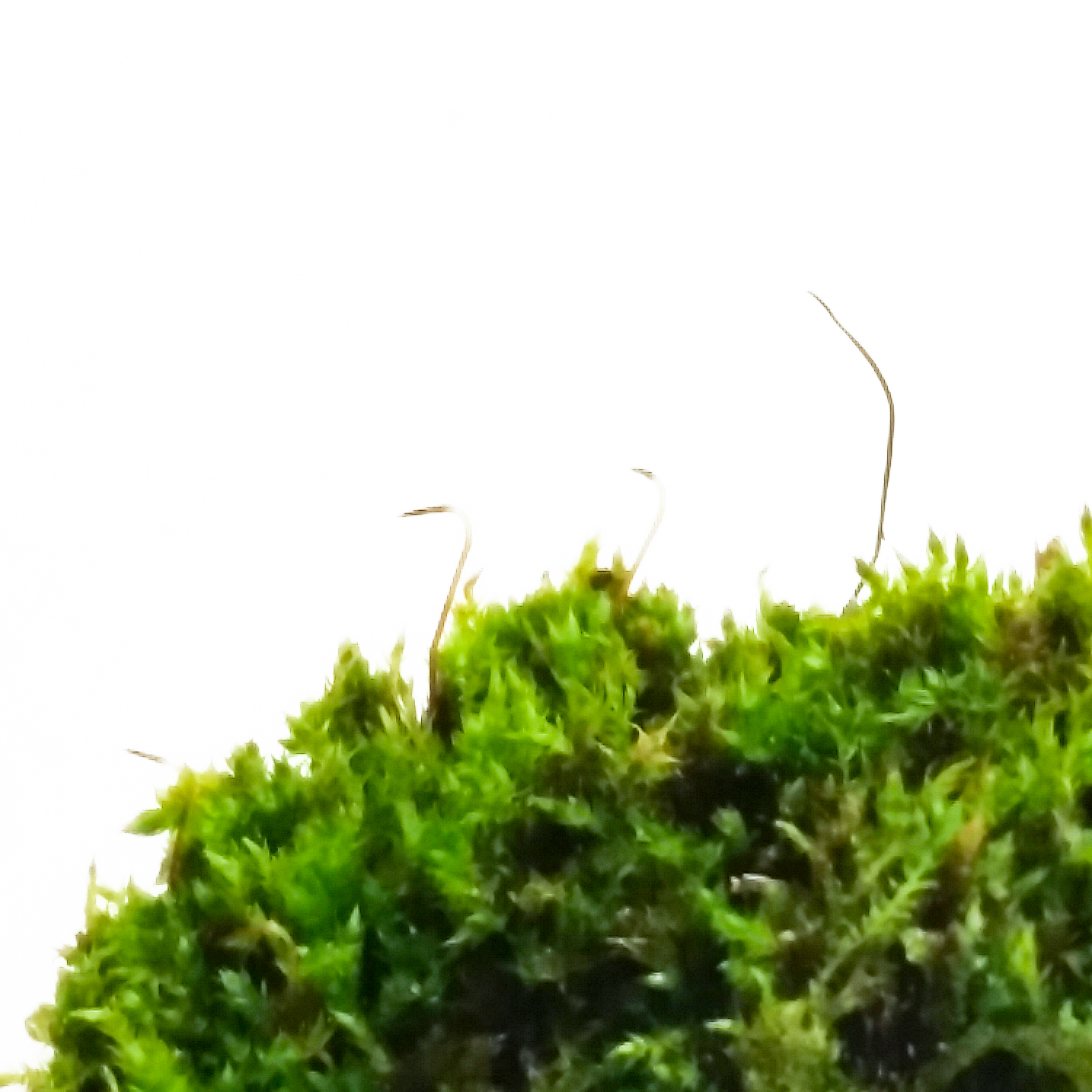 moss tips