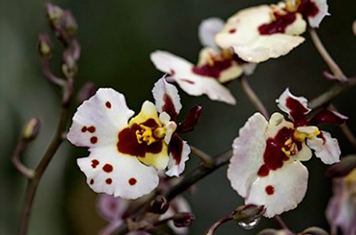 Photographing Orchids