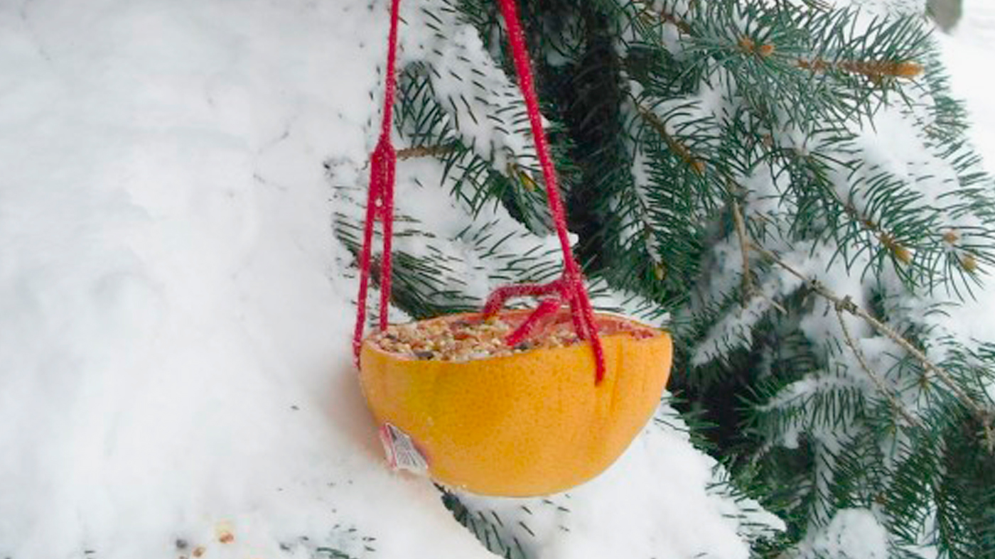 finished grapefruit birdfeeder
