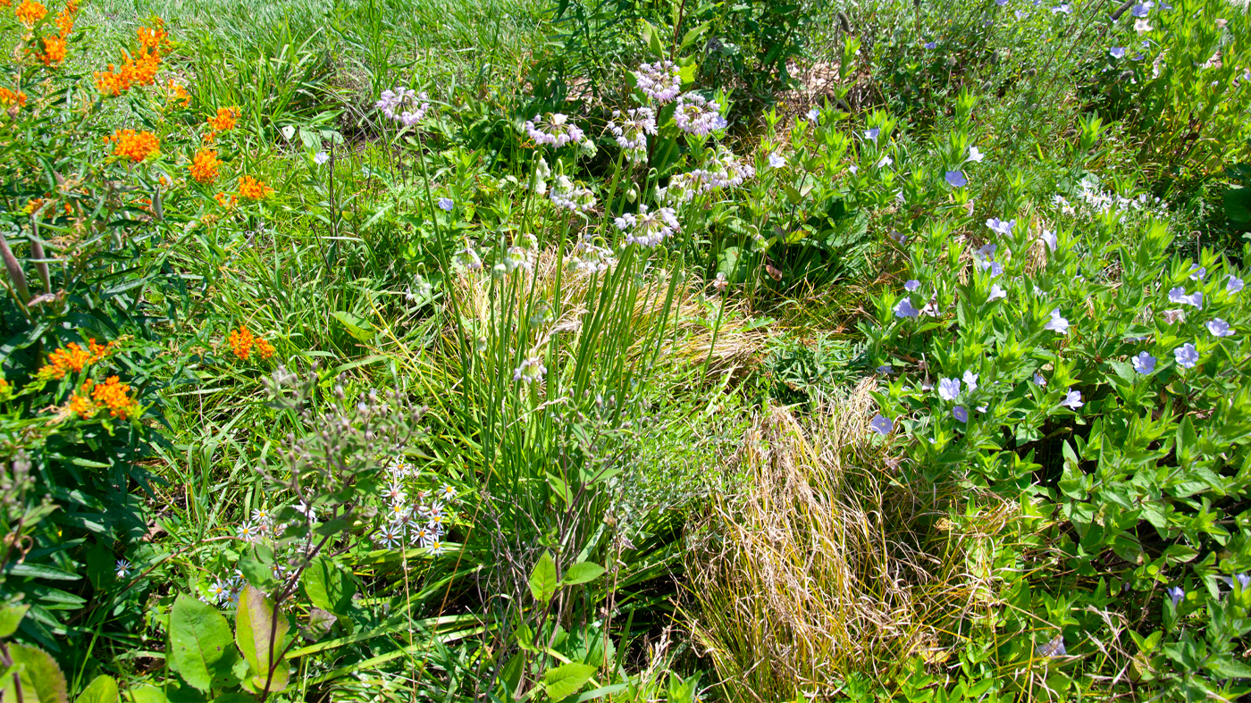 orange, purple, and pink flowers grow next to sidewalk and grass in an experimental lawn alternative plot