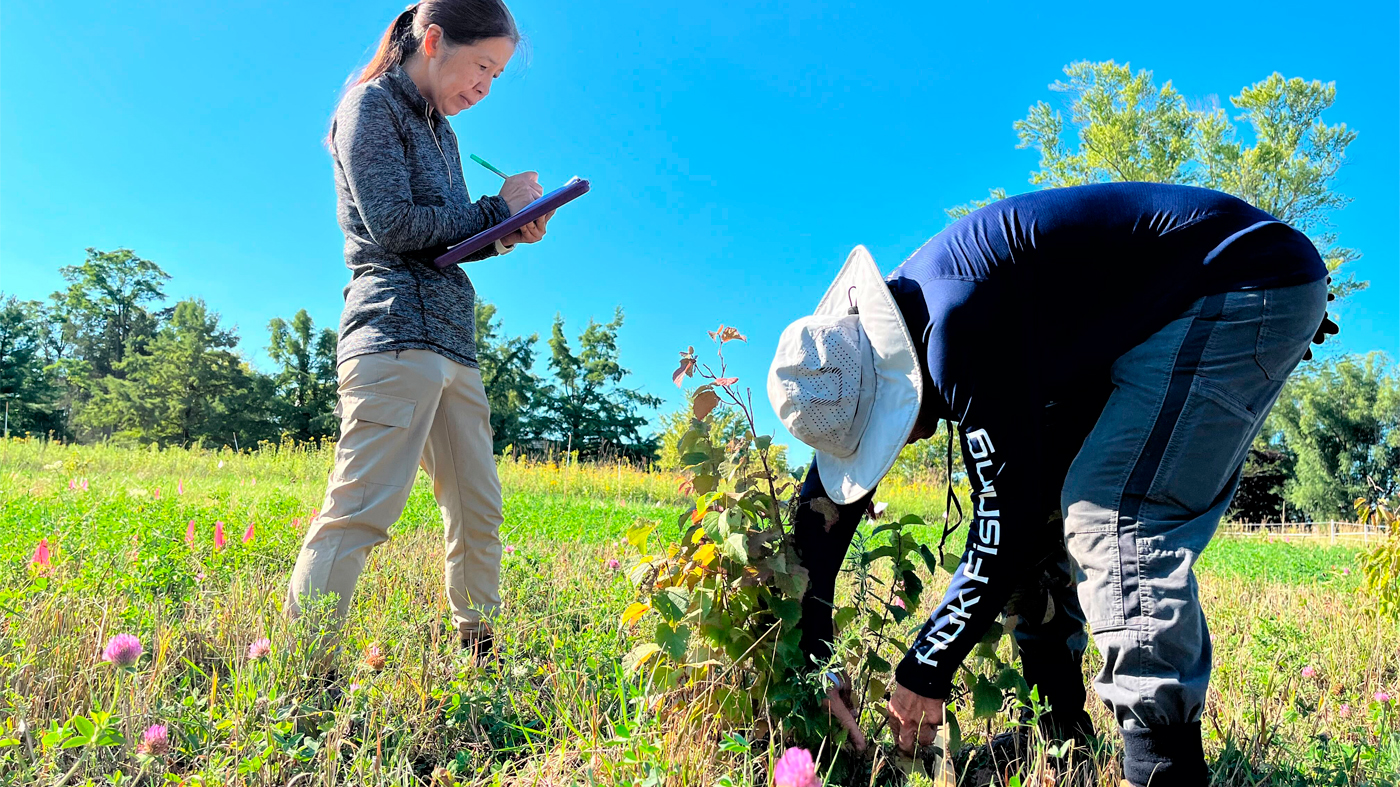 Four SENA technicians collecting seed among brown and green plants in the Chicago Botanic Garden's Dixon Prairie.