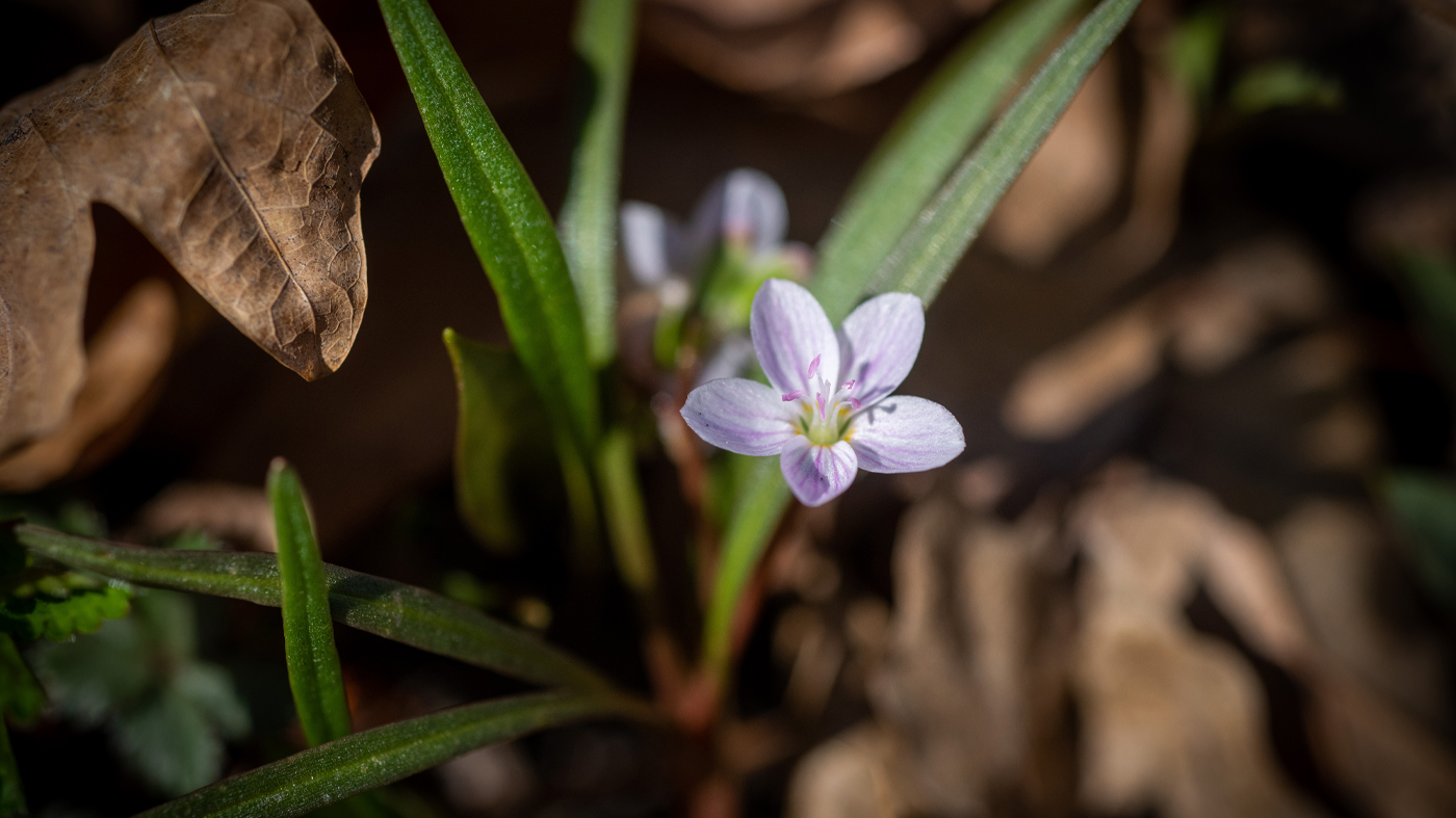a blooming spring beauty with white and pink petals and slender green foliage emerges from brown dried leaves on the forest floor