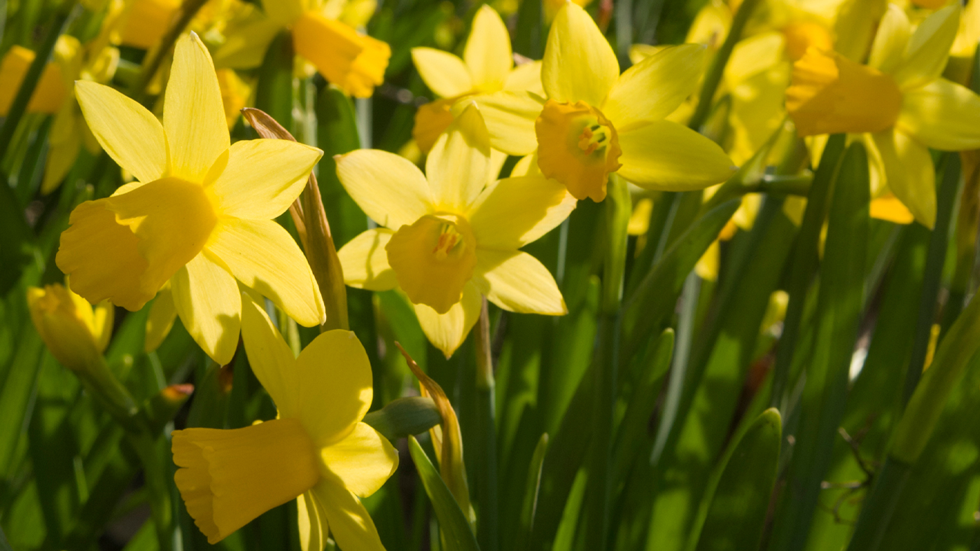 daffodils