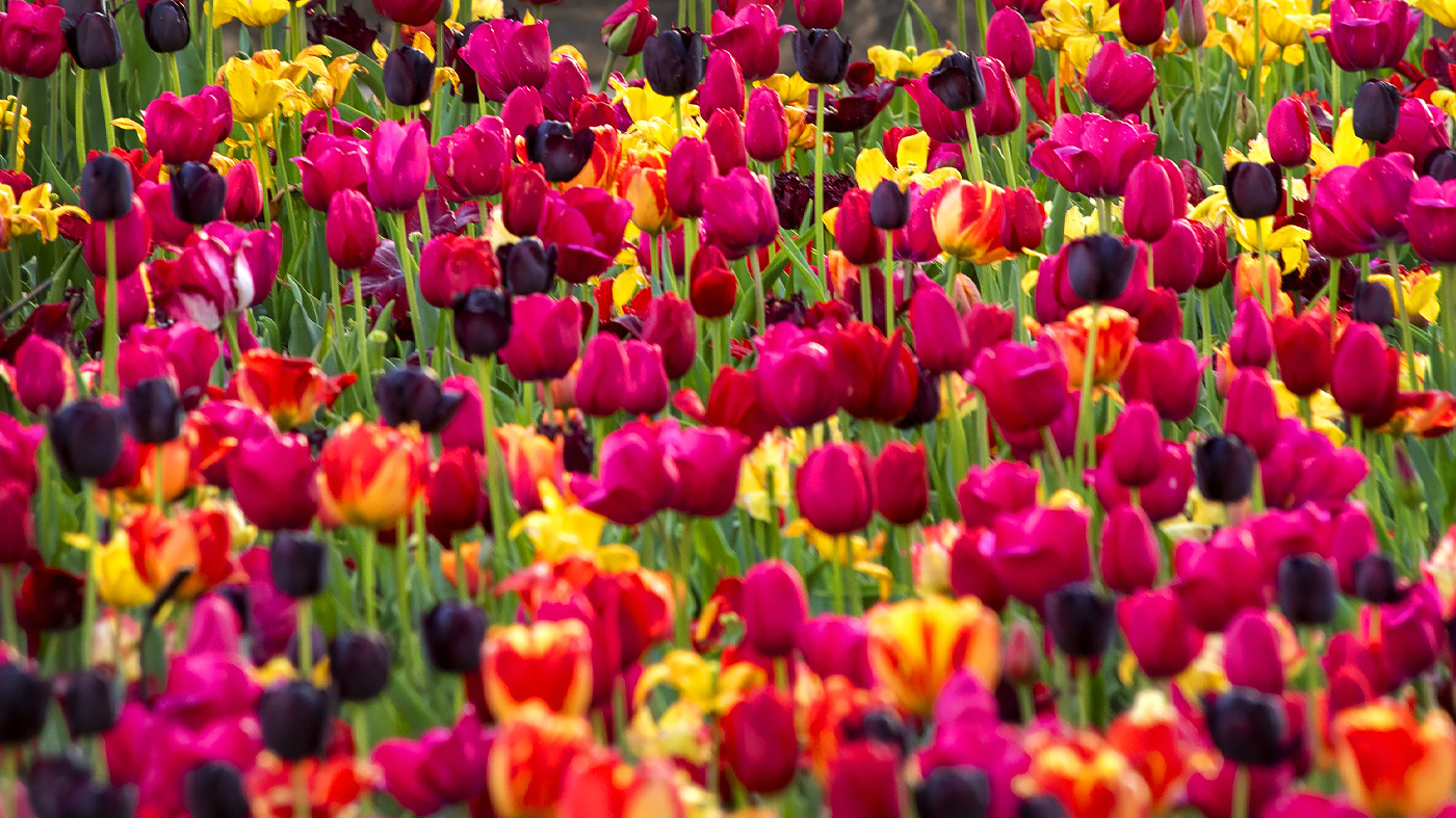 Press Room – Spring Gallery