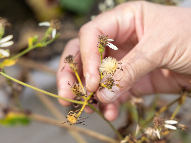 A hand picks a Symphyotrichum shortii seed off of a stock.