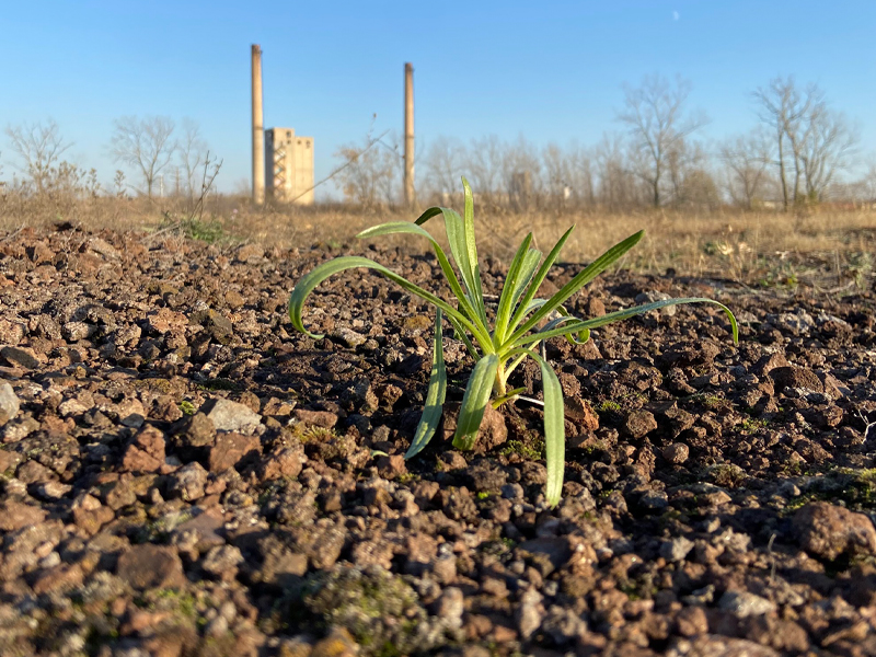 A non-blooming lakeside daisy plant grows in rubble-looking ground, with an industrial structure in the background.