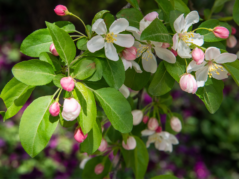 crabapple