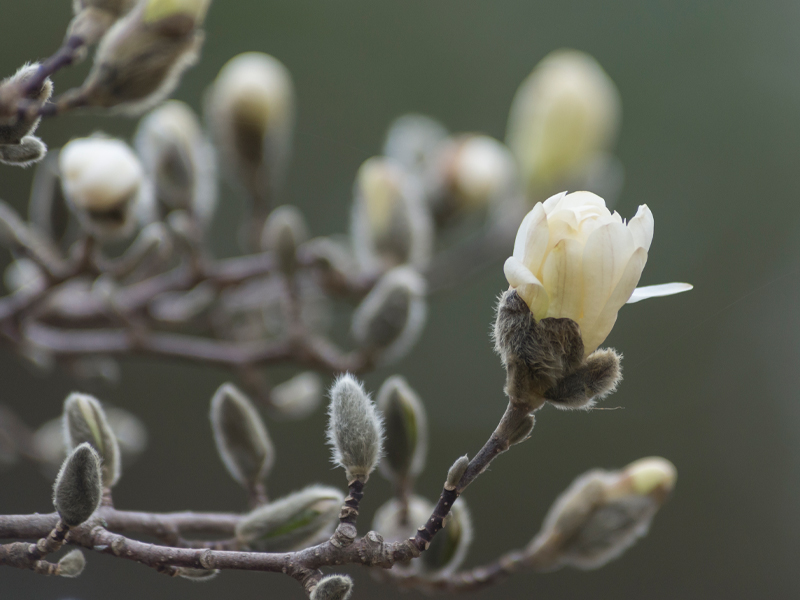 Magnolia Stellata Royal Star near Enabling garden