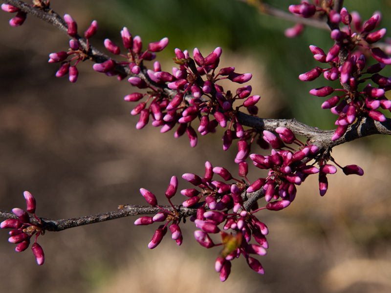 Redbud