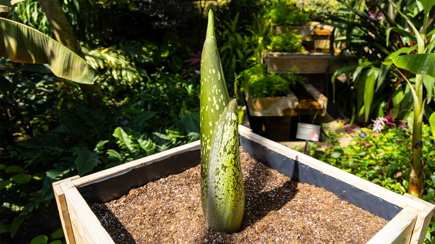 Amorphophallus titanum Taman