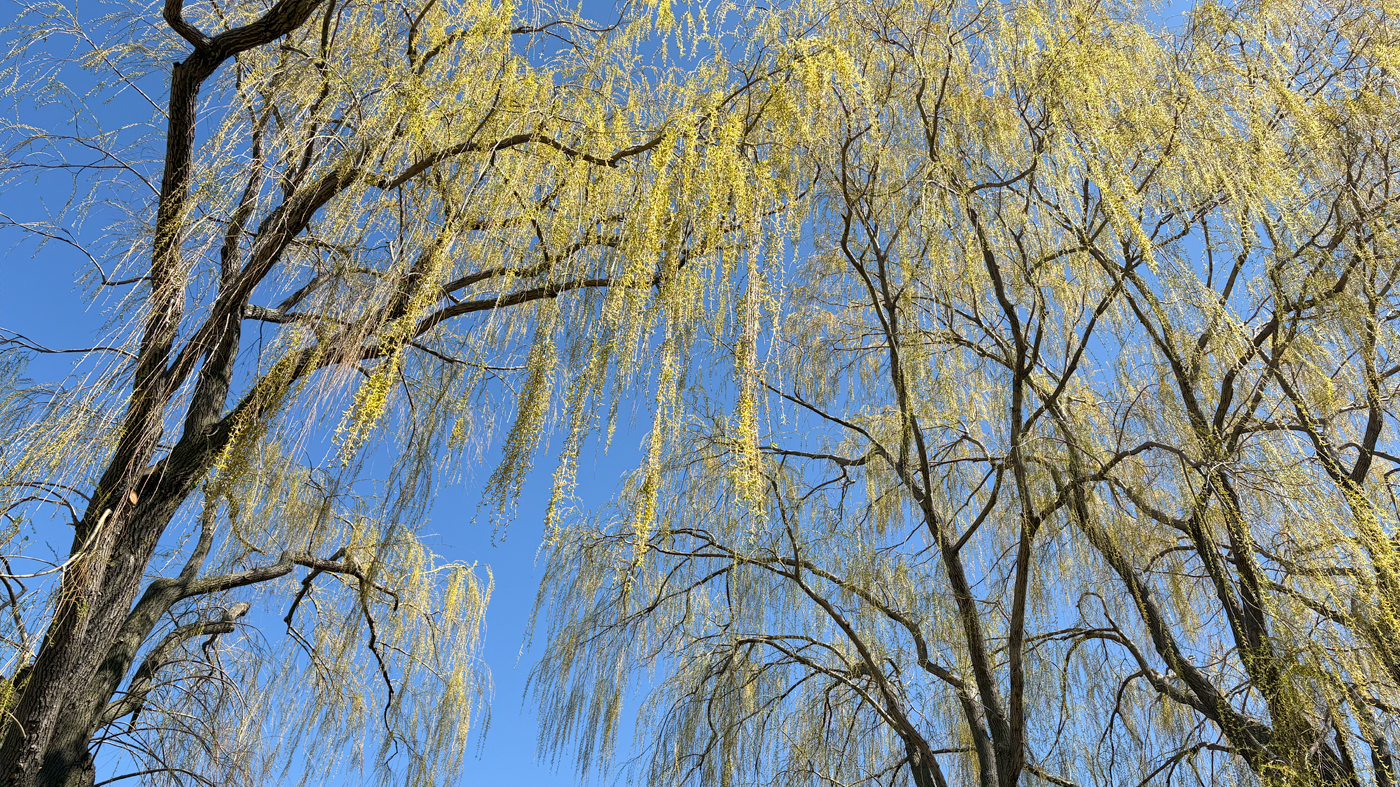 willow trees
