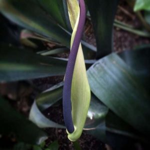 Find Garfield anthurium (Anthurium&nbsp;×&nbsp;garfieldii) 