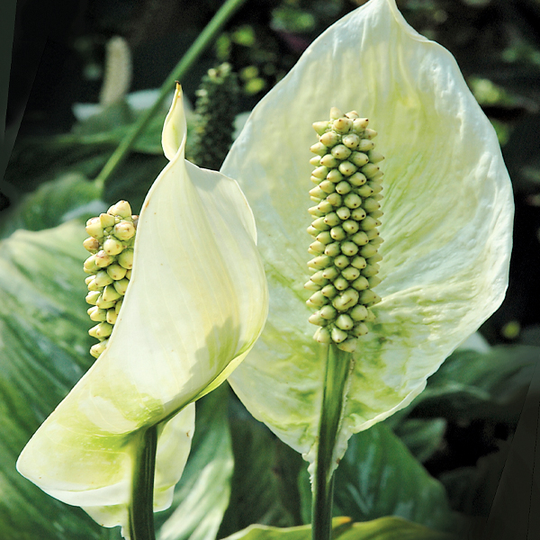 calla lily