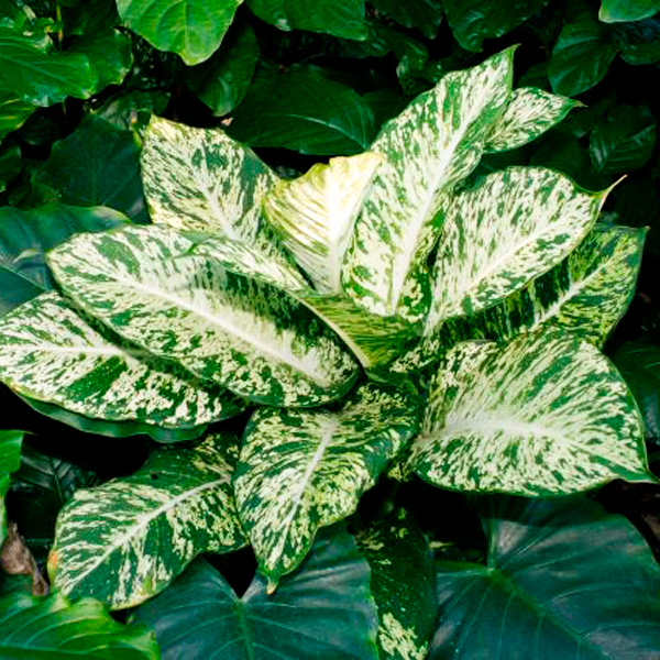 Dieffenbachia 'Hilo'