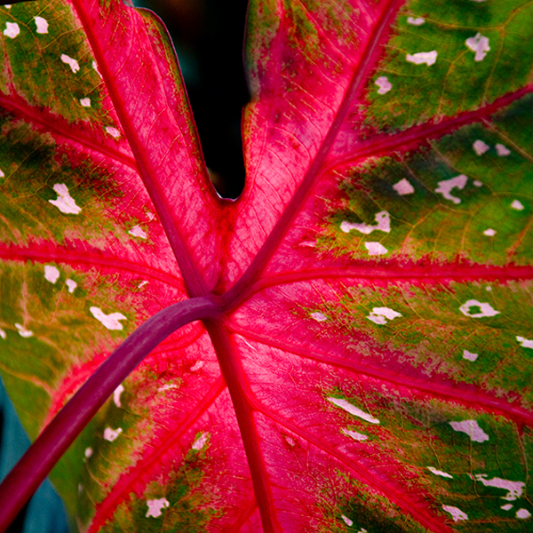 Red Flash elephant ear (Caladium&nbsp;‘Red Flash’)