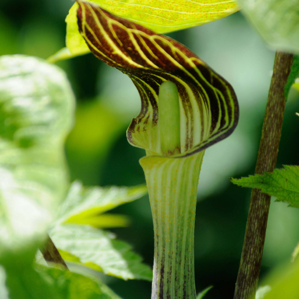 Jack-in-the-Pulpit (Arisaema triphyllum) 