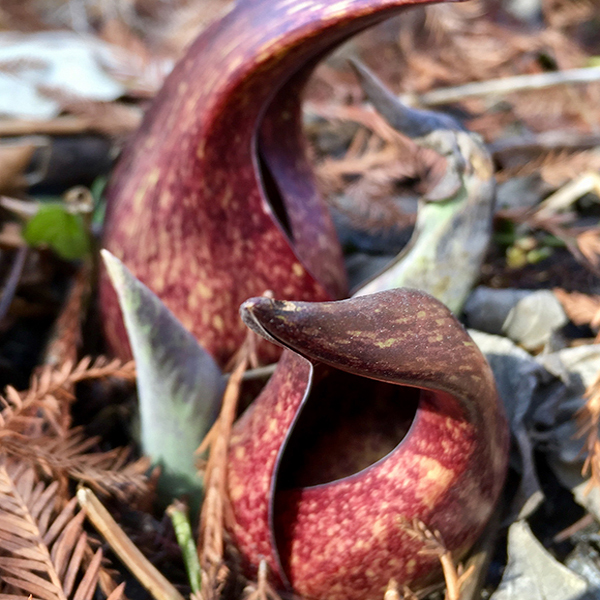 Skunk Cabbage&nbsp;(Symplocarpus foetidus) 