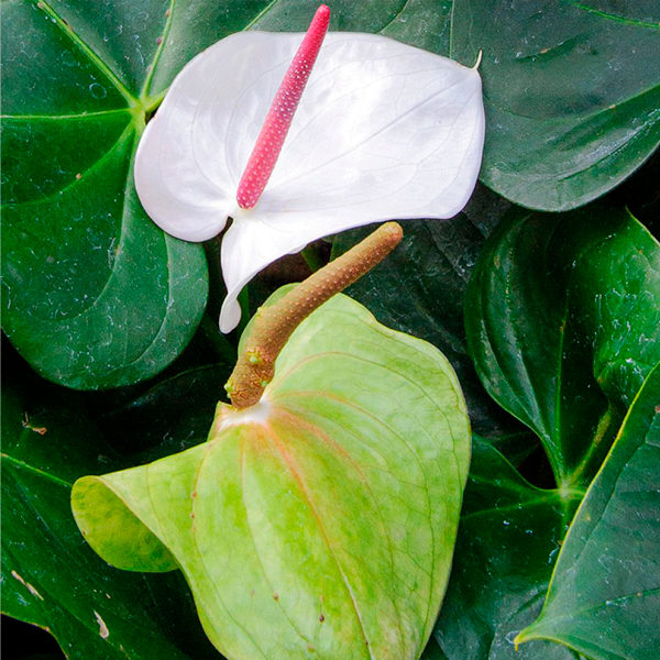 Flamingo flower (Anthurium andraeanum&nbsp;‘White Heart’) 