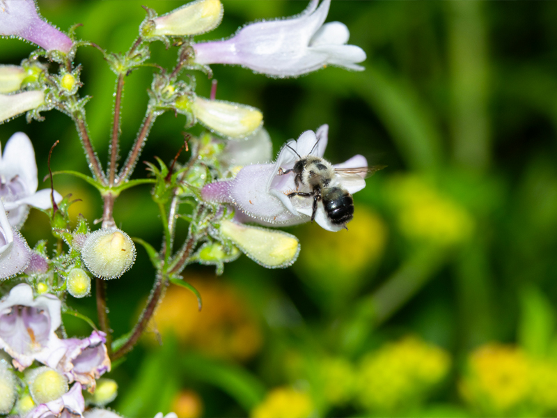 bufflehead mason bee (Osmia bucephala) on penstemon digitalis