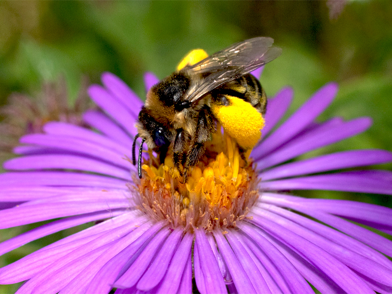 longhorn bee (Melissodes druriellus) on new england aster