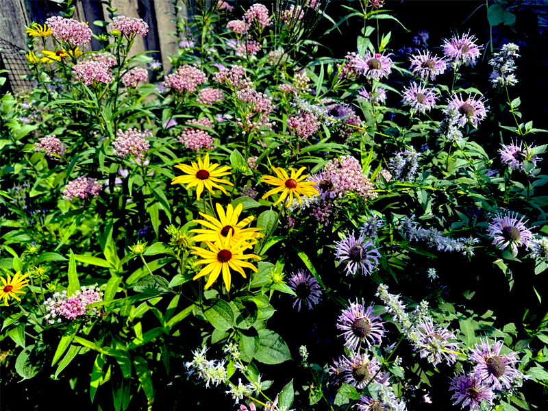 Example pollinator garden