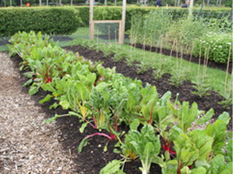 mounded soil