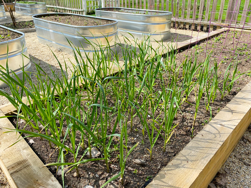 wood and metal raised beds