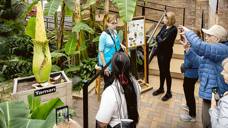 Titan Arum – Taman – Corpse Flower Bloom 2026