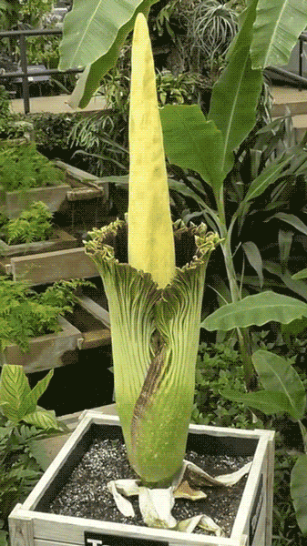 Timelapse of Taman the Corpse Flower Blooming
